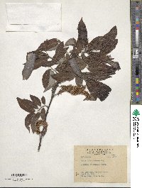 Salix fulvopubescens image