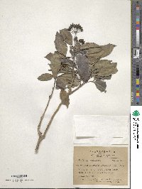 Dendropanax pellucidopunctatus image