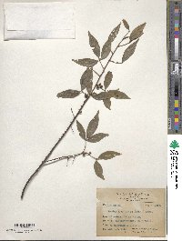 Zanthoxylum asiaticum image