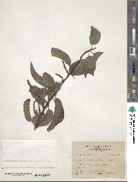 Stachyurus himalaicus image