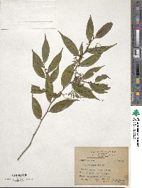 Eurya acuminata image