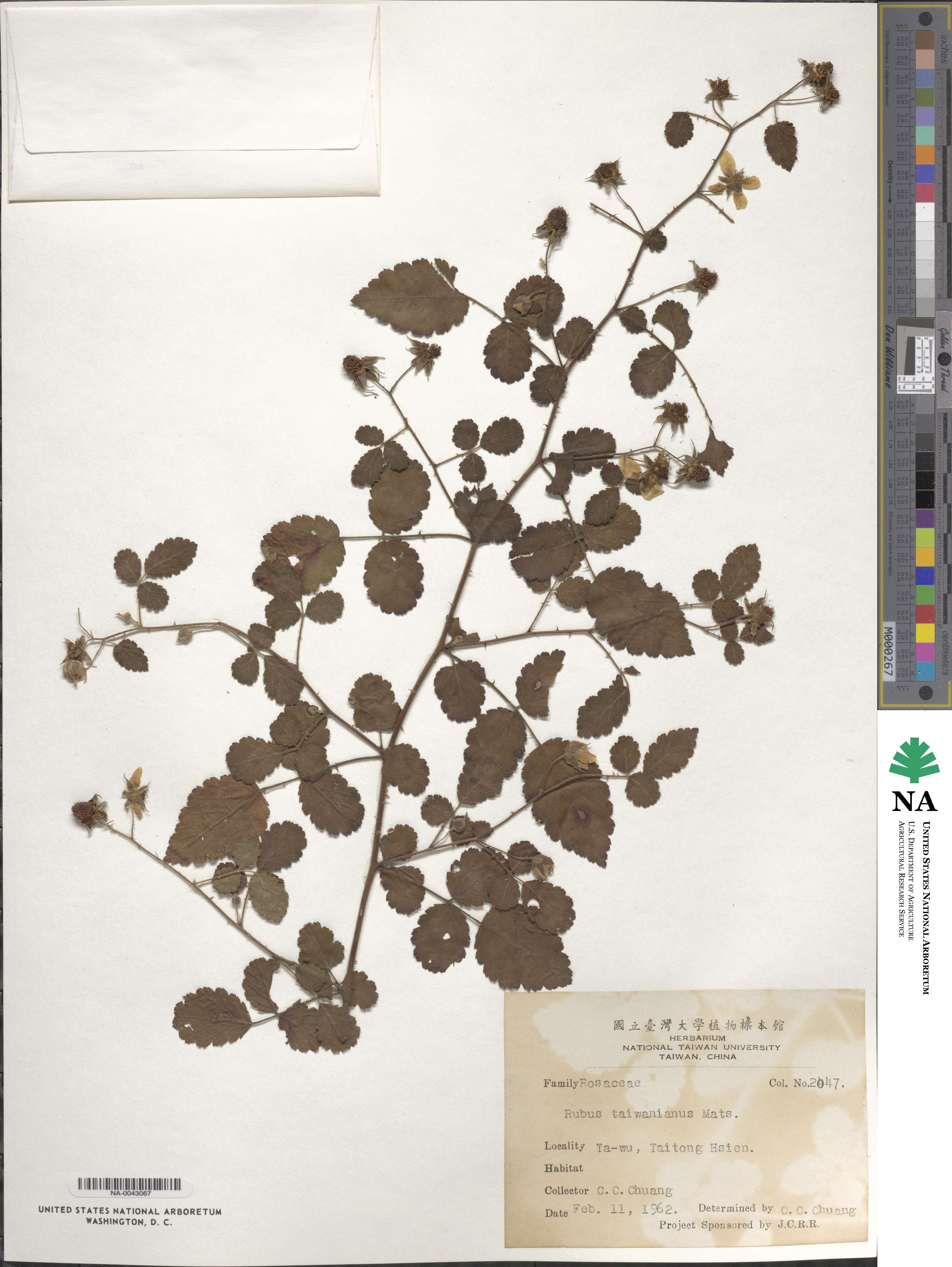 Rubus rosifolius image