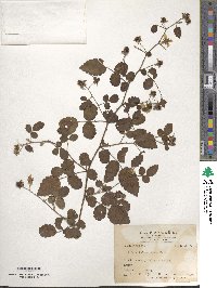 Rubus rosifolius image