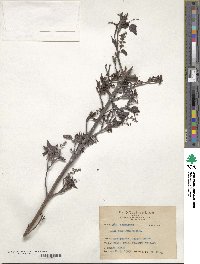 Image of Acer insulare