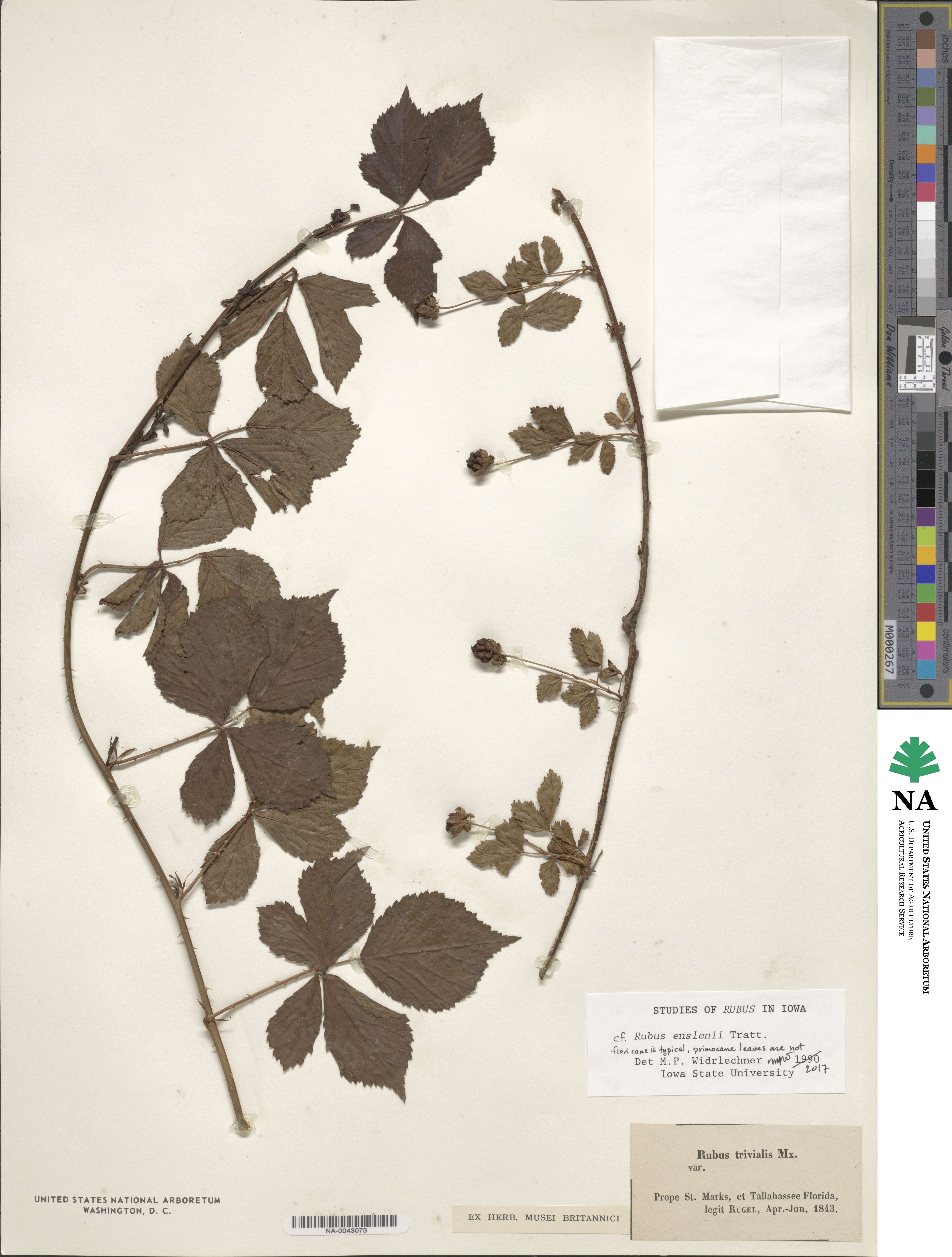 Rubus enslenii image