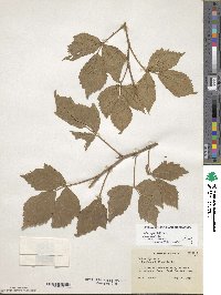 Rubus steelei image