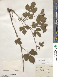 Rubus aboriginum image