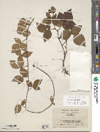 Rubus enslenii image