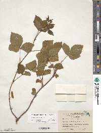 Rubus heterophyllus image