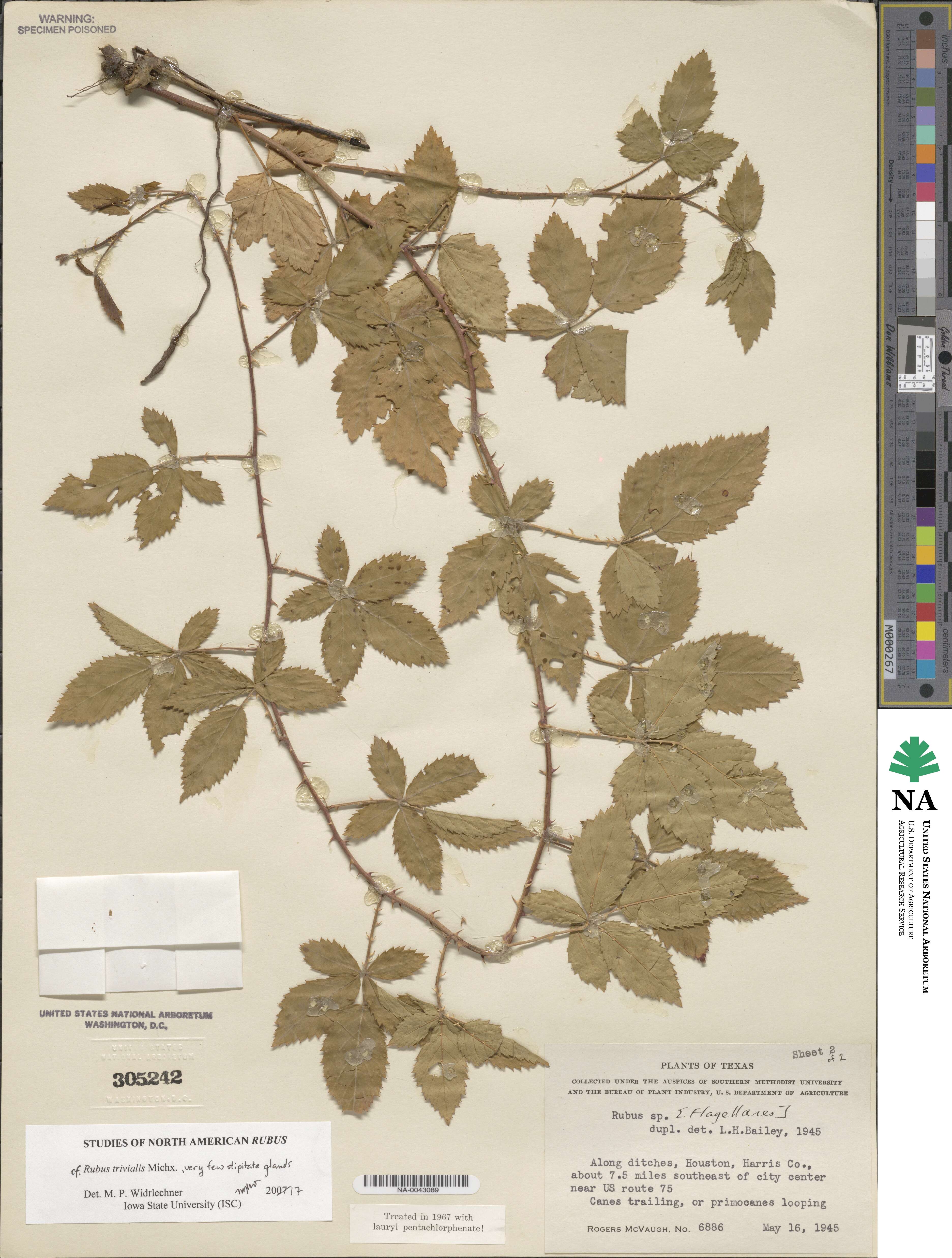 Rubus trivialis image