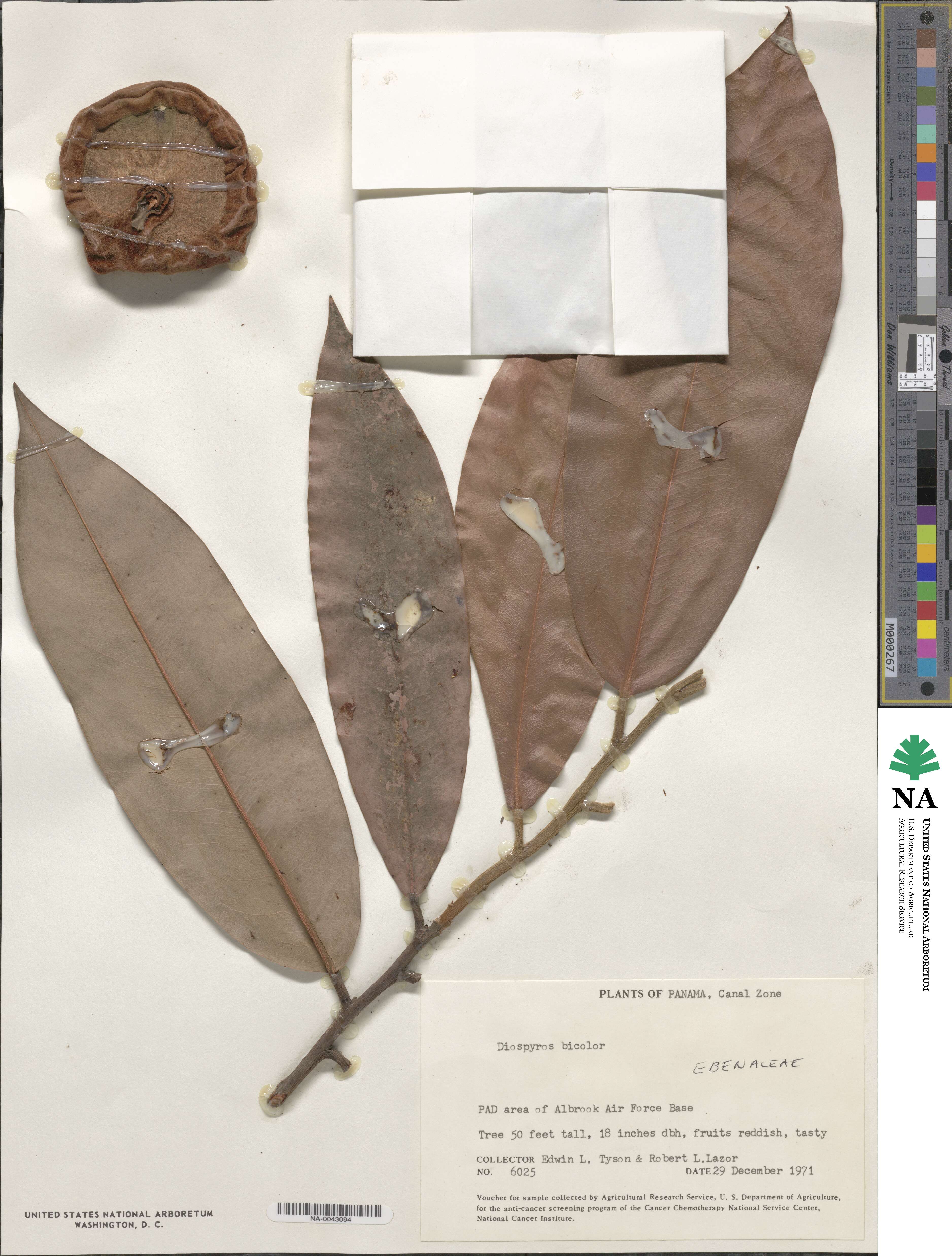 Diospyros bicolor image