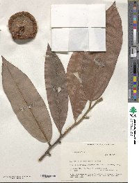 Image of Diospyros bicolor