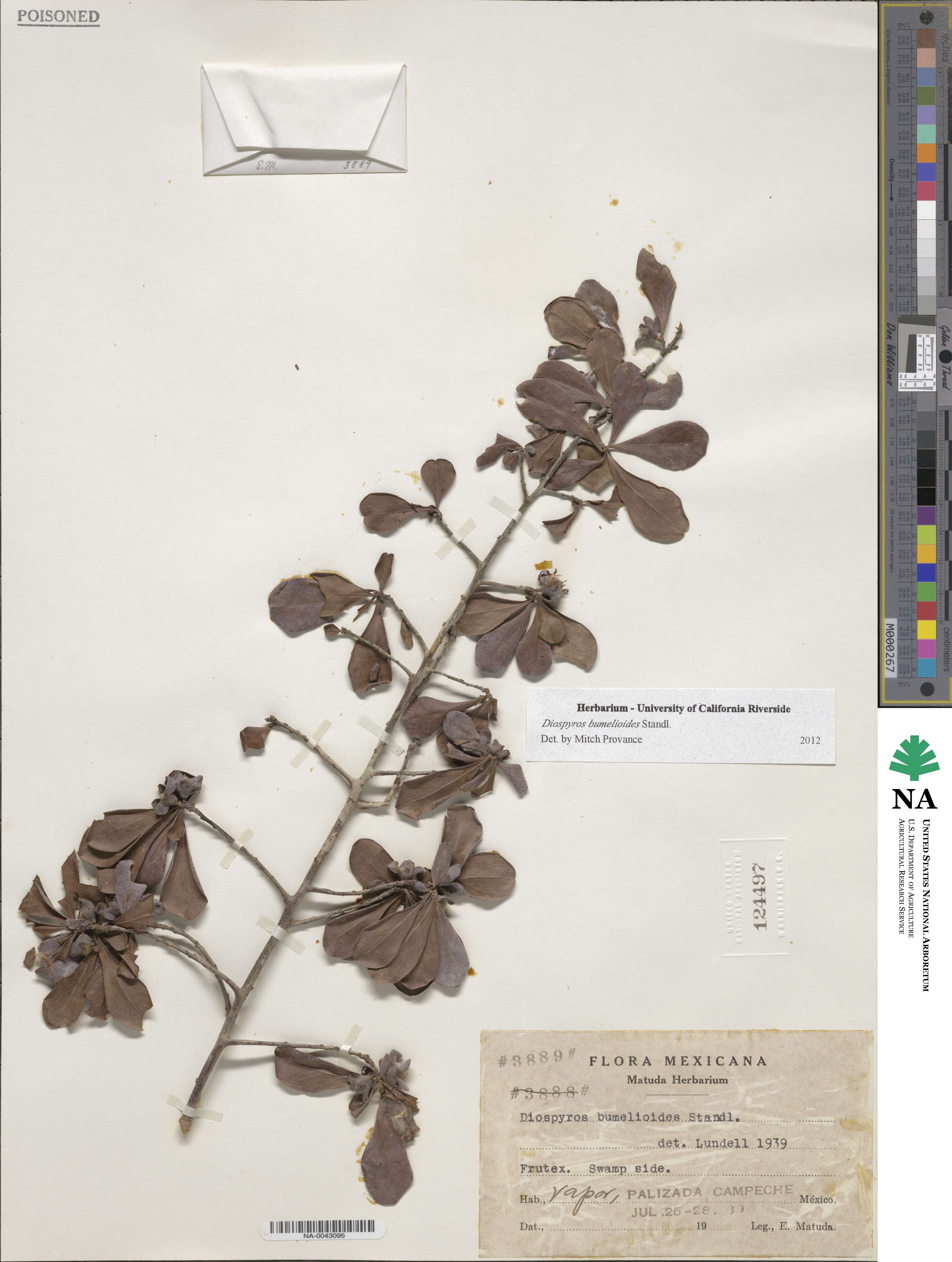 Diospyros bumelioides image