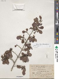 Image of Diospyros bumelioides