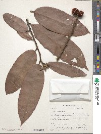 Image of Diospyros blancoi