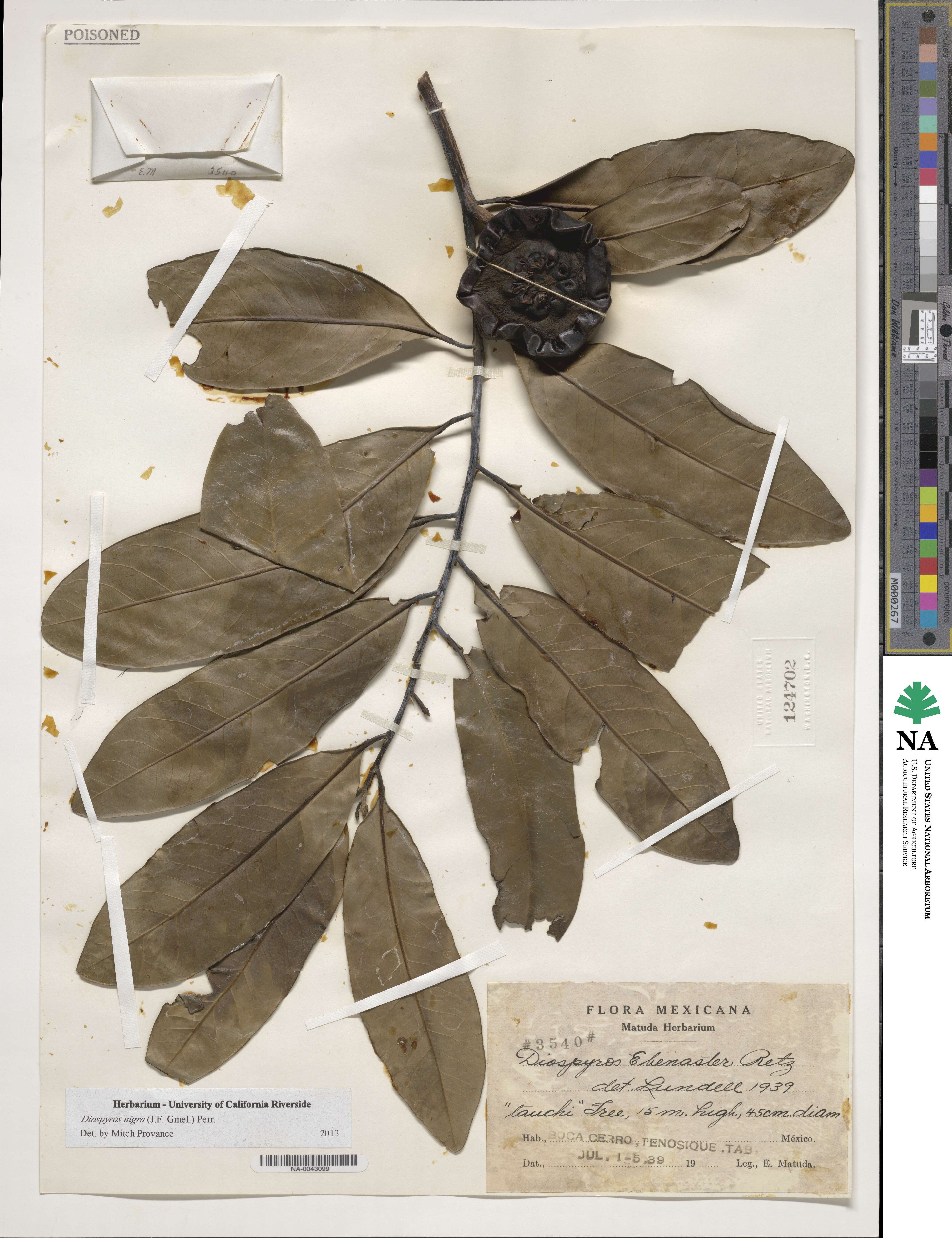 Diospyros nigra image