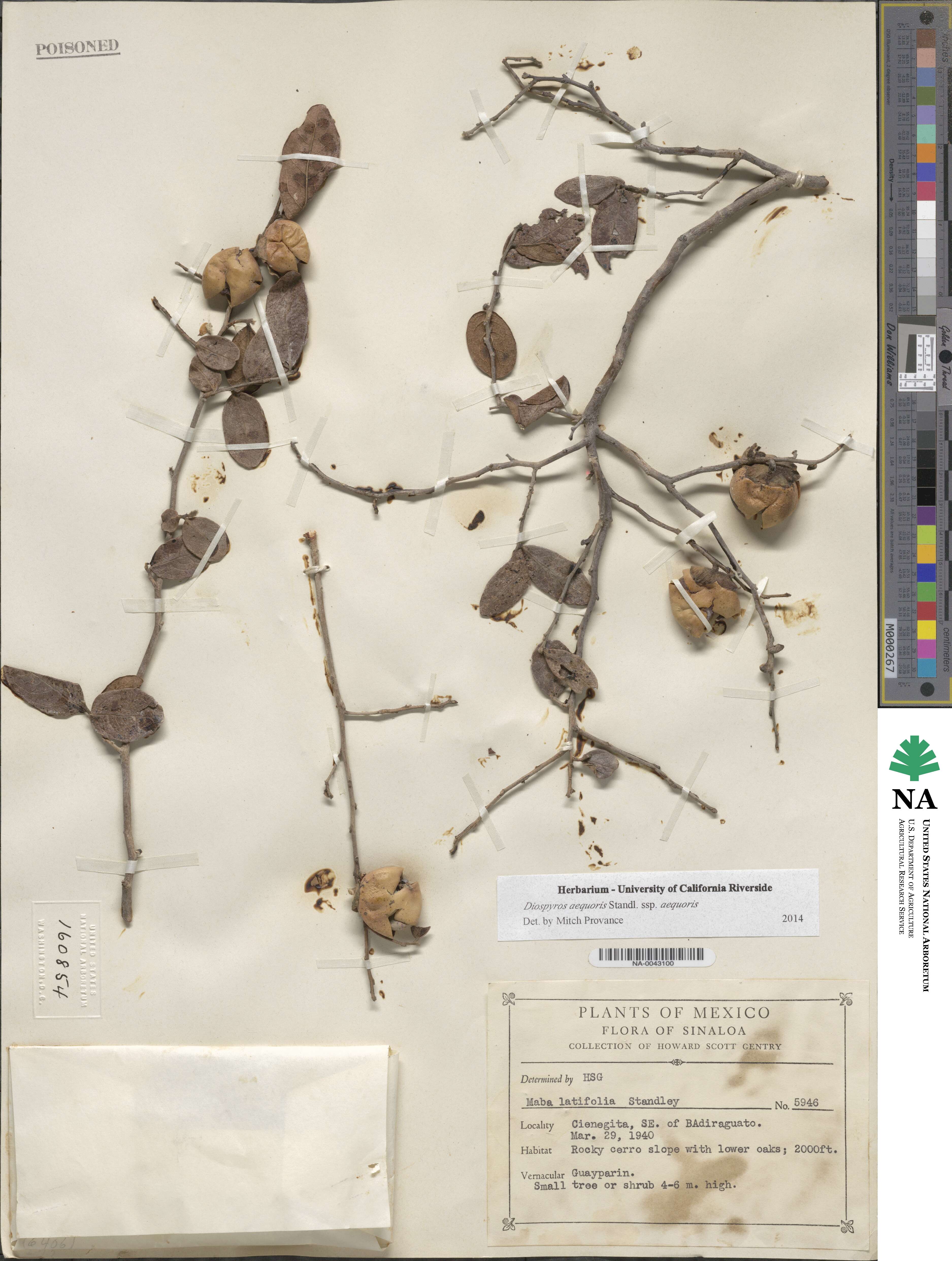 Diospyros aequoris subsp. aequoris image