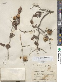 Diospyros aequoris image