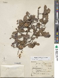 Diospyros aequoris subsp. aequoris image