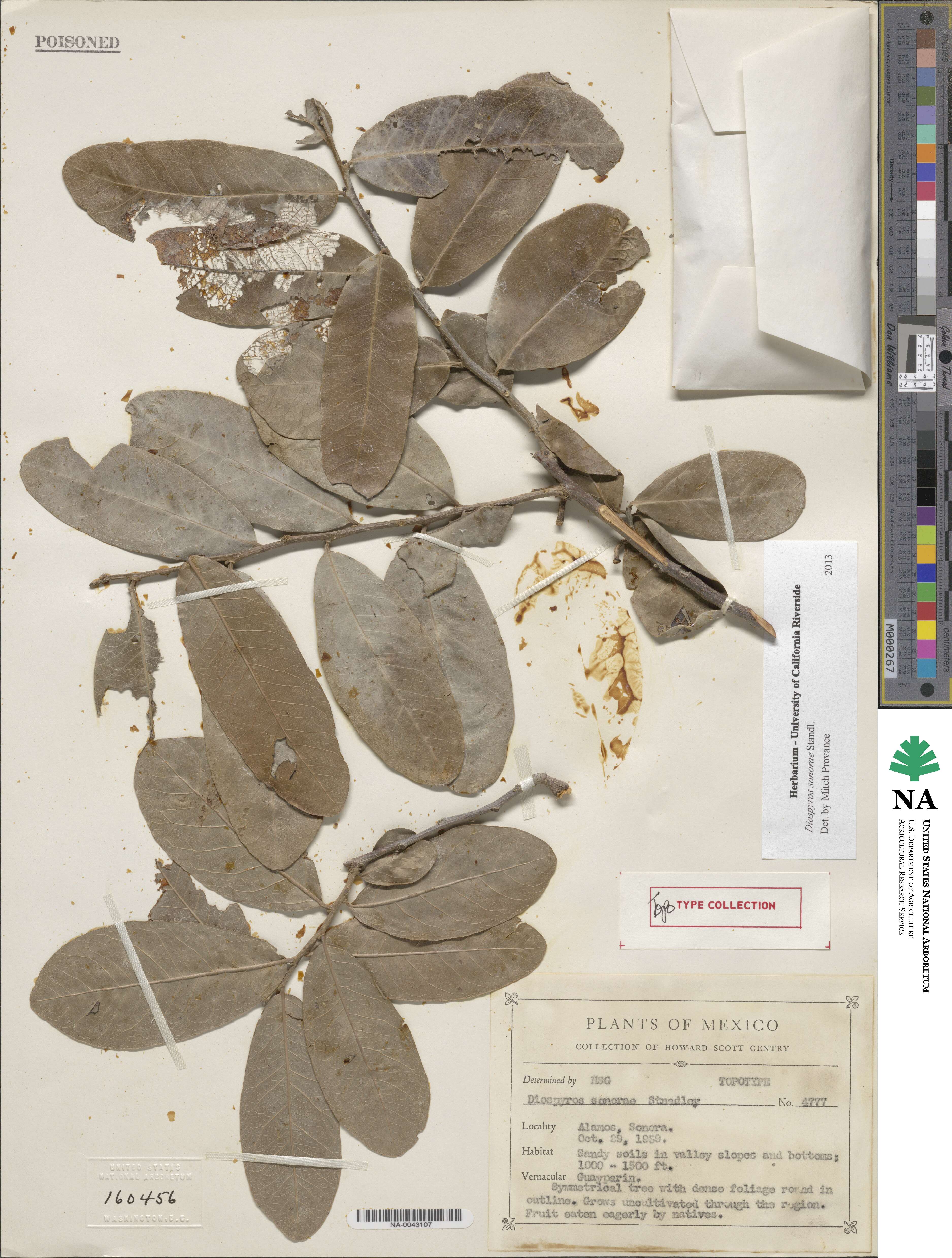 Diospyros sonorae image