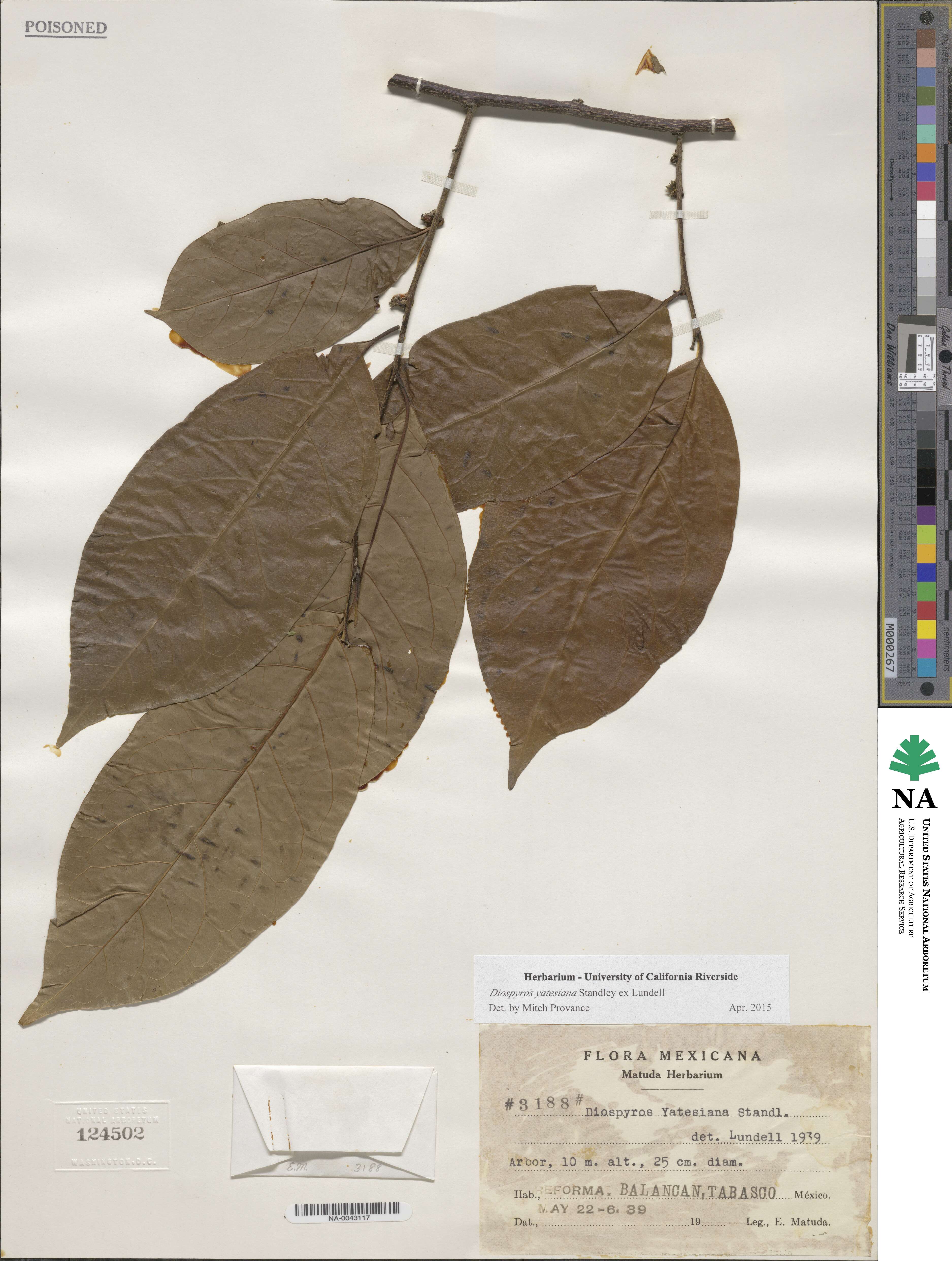 Diospyros yatesiana image