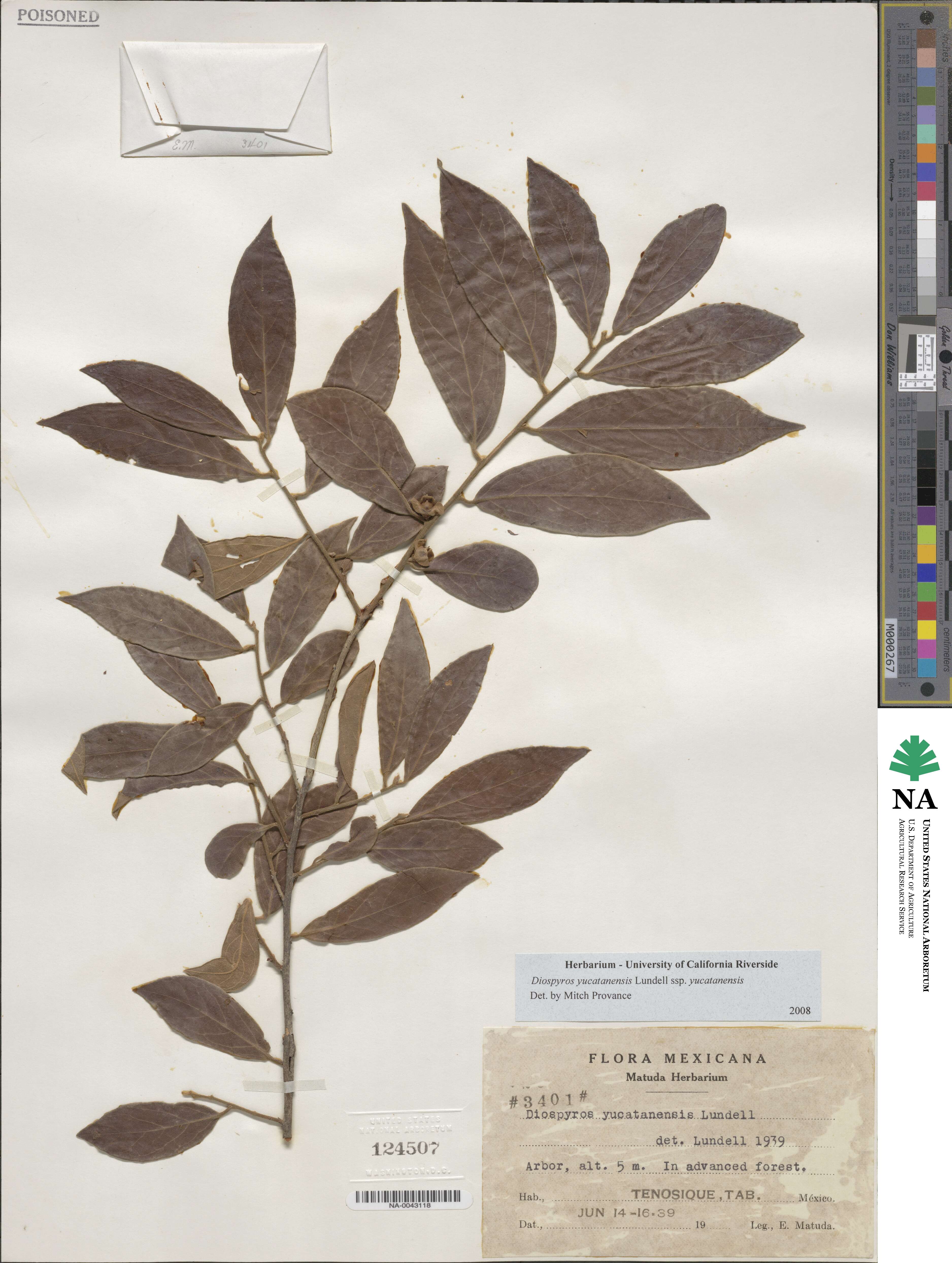 Diospyros yucatanensis image