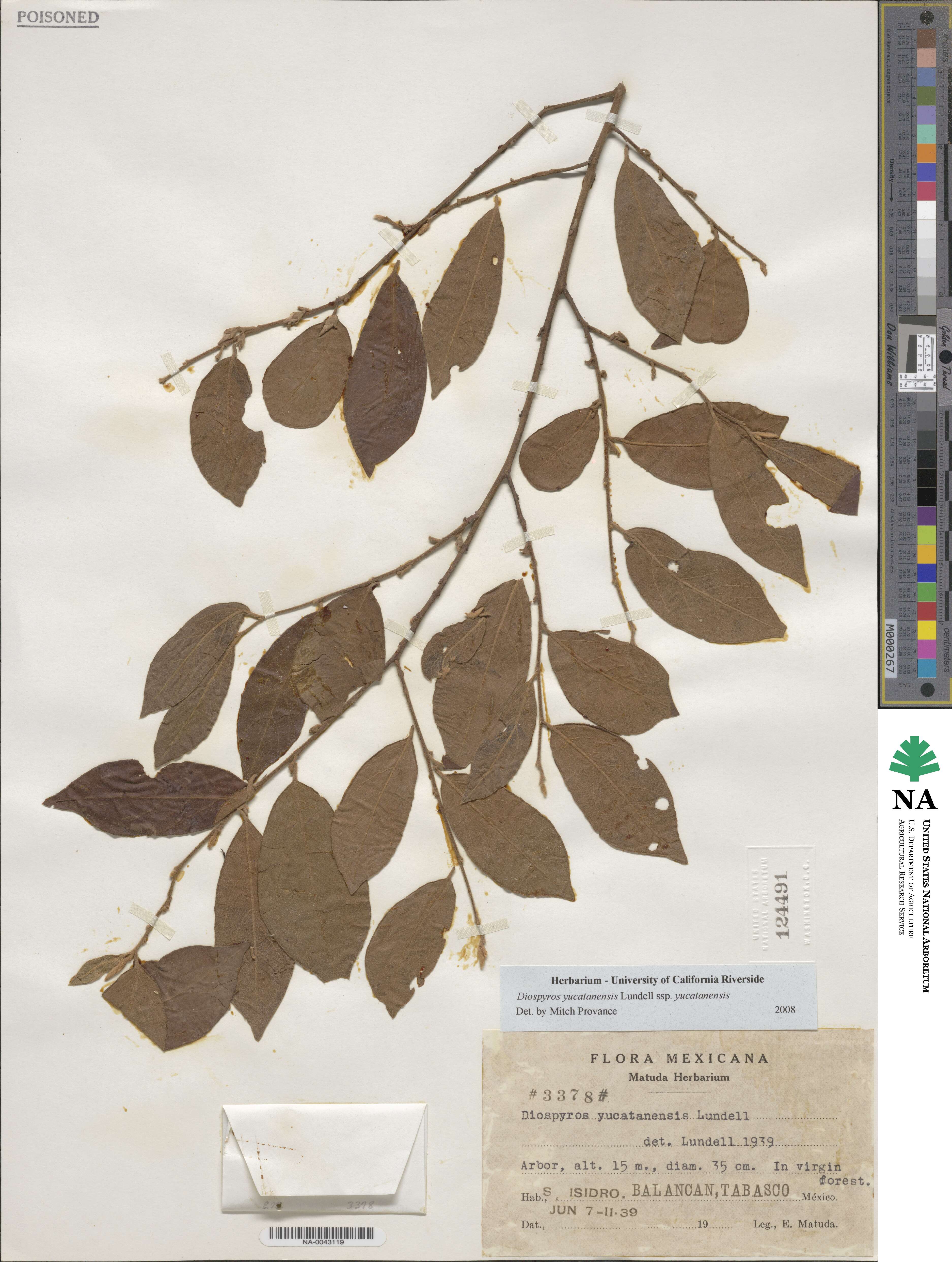 Diospyros yucatanensis subsp. yucatanensis image