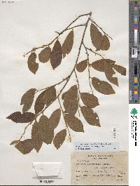 Diospyros yucatanensis image