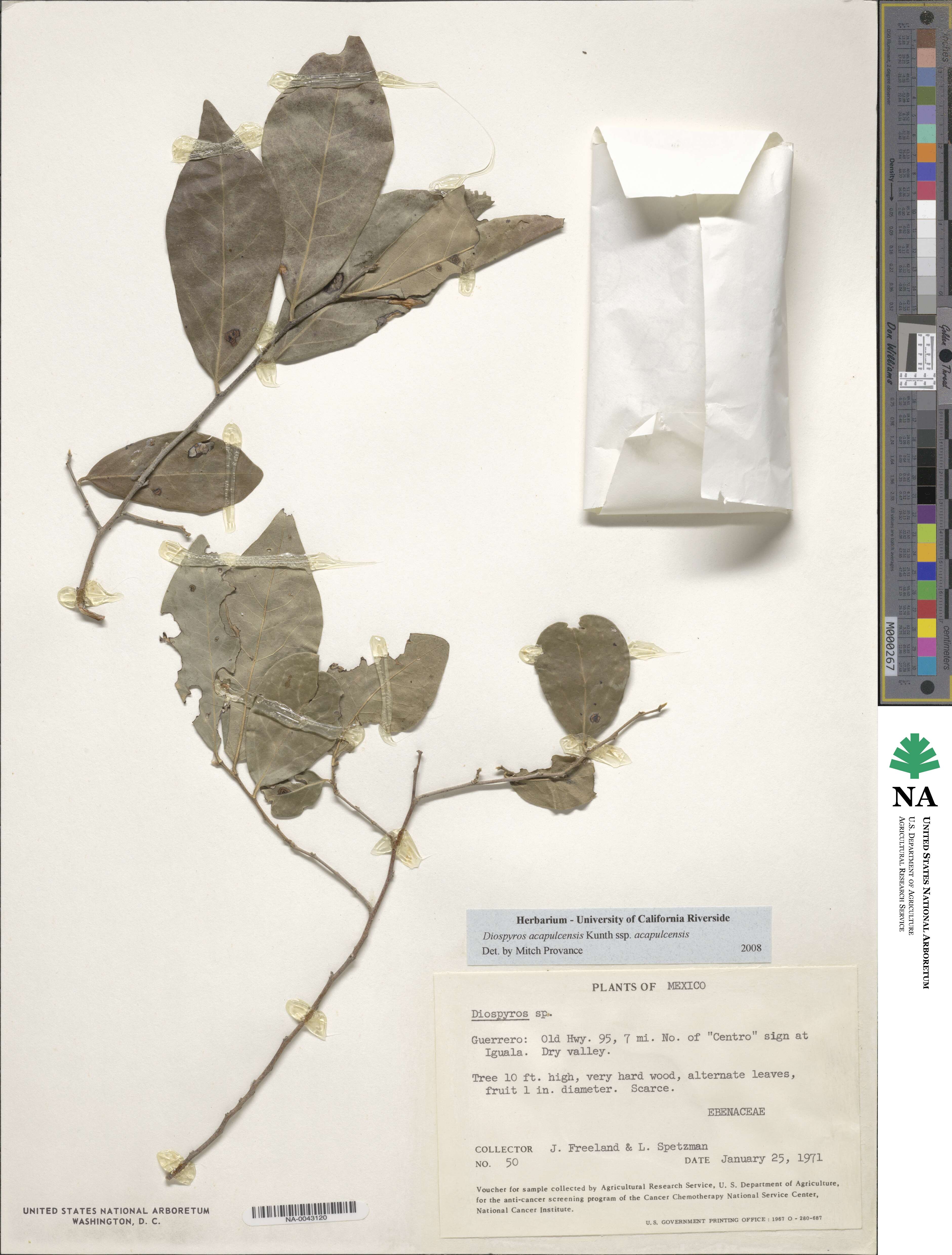 Diospyros acapulcensis subsp. acapulcensis image