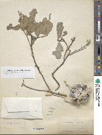 Diospyros californica image