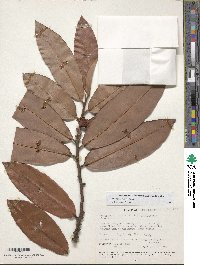 Diospyros blancoi image