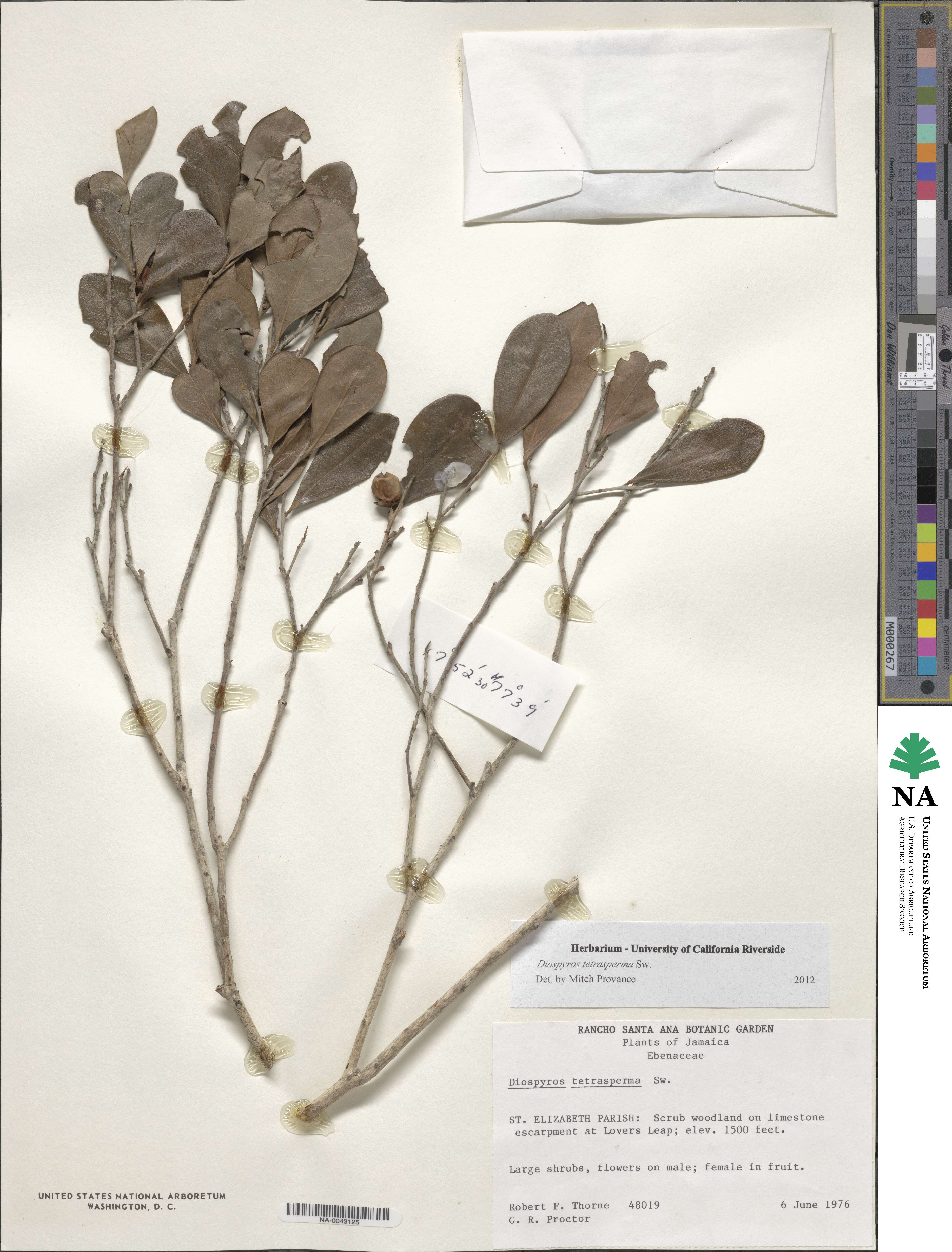 Diospyros tetrasperma image