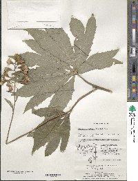 Syneilesis palmata image