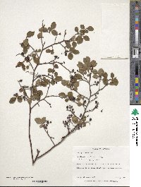 Vaccinium pallidum image