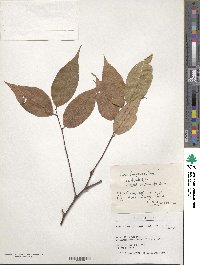 Prunus buergeriana image