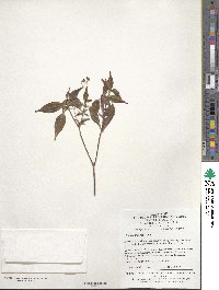 Tashiroea amoena image