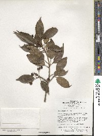 Ilex pedunculosa image