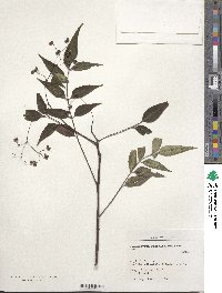 Zanthoxylum schinifolium image