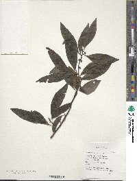 Litsea cubeba image