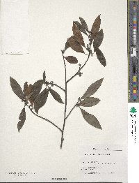 Litsea cubeba image