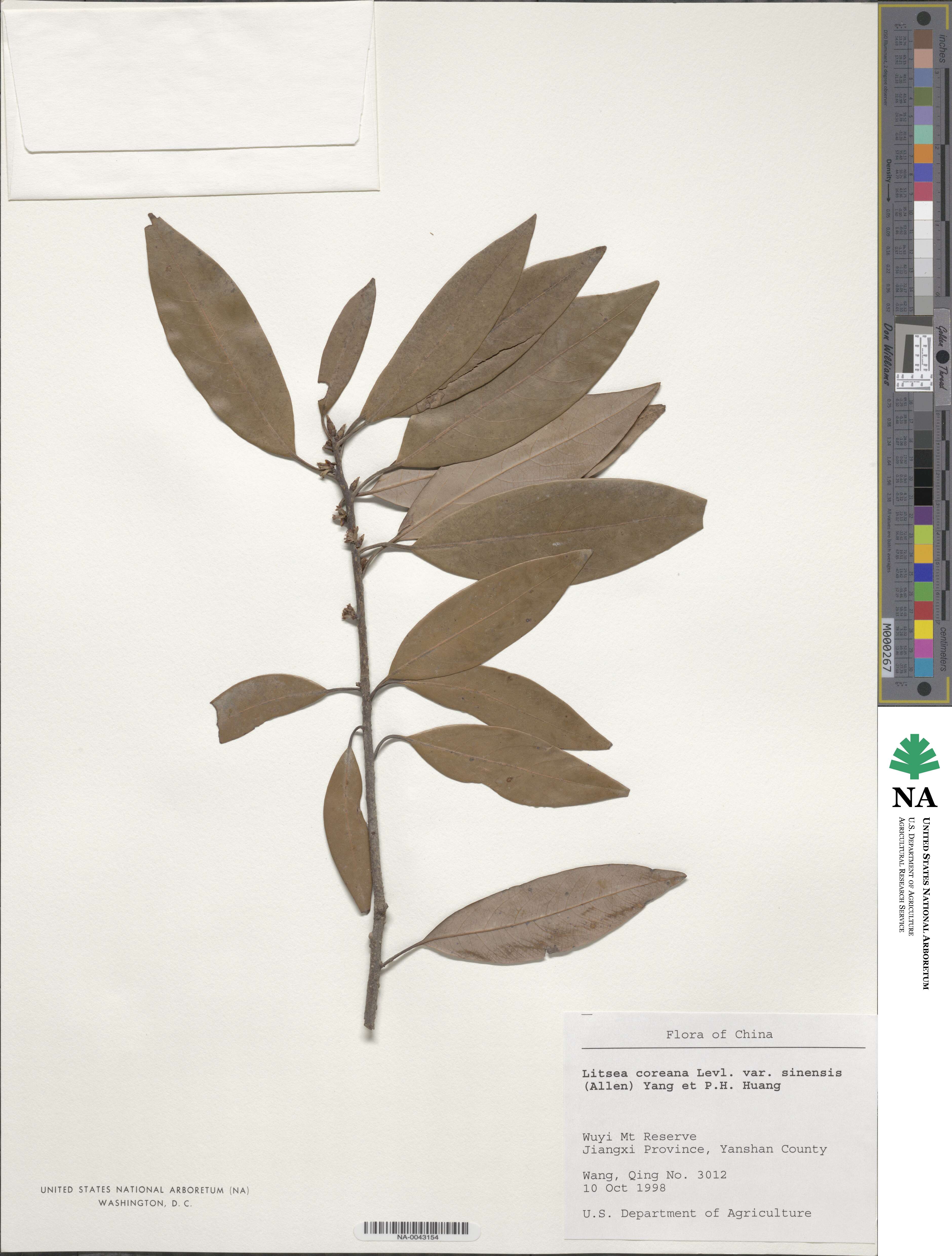 Litsea coreana var. sinensis image