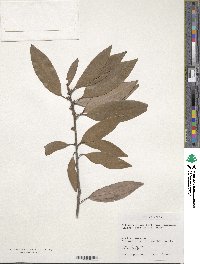 Litsea coreana var. sinensis image