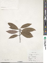 Litsea coreana var. sinensis image