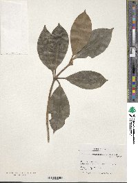 Image of Illicium ternstroemioides