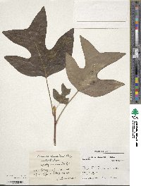 Liriodendron chinense image