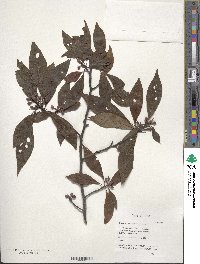 Lindera rubronervia image