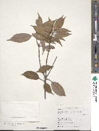 Quercus glauca image