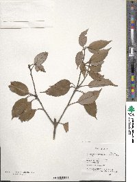 Quercus gracilis image