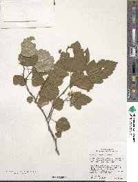 Physocarpus opulifolius image