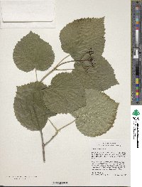 Viburnum molle image